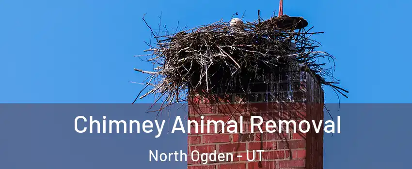  Chimney Animal Removal North Ogden - UT